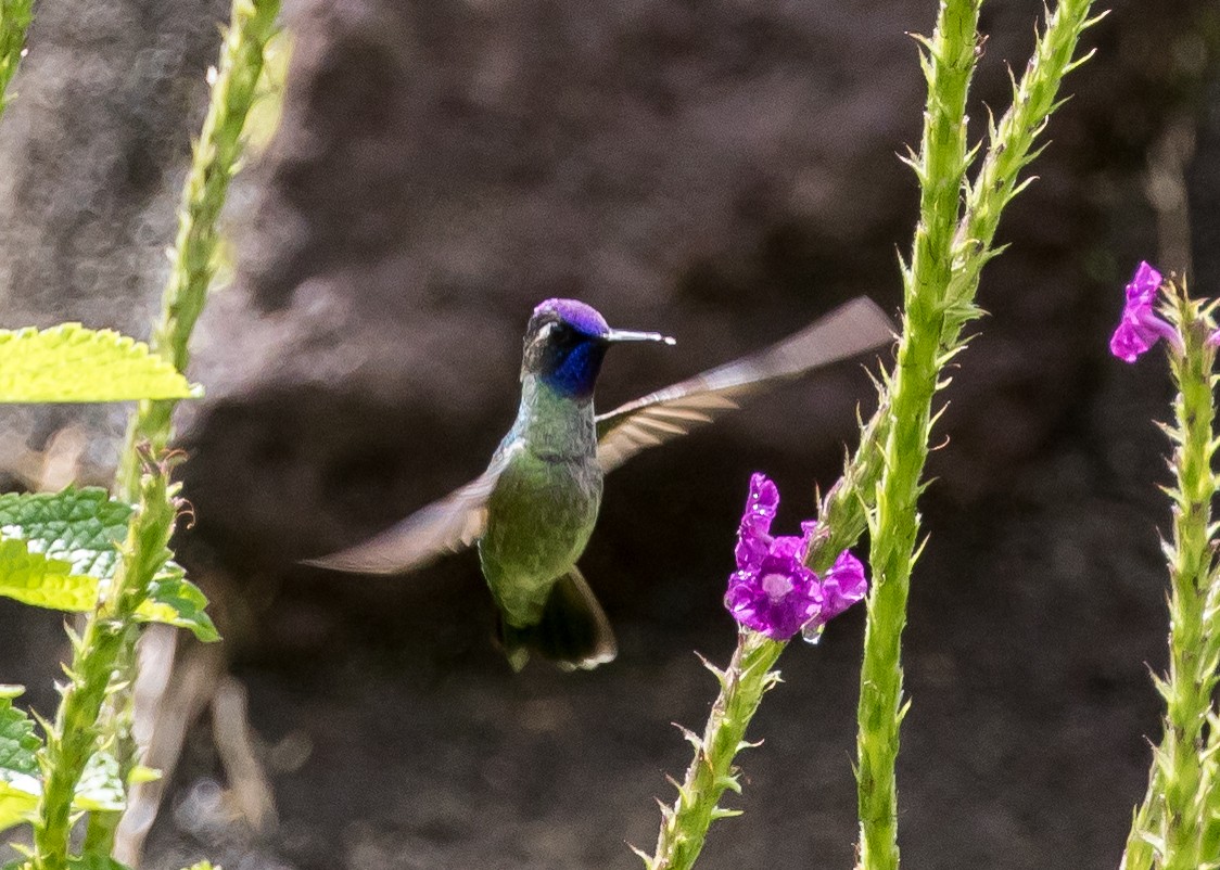 Violet-headed Hummingbird - Ian Burgess