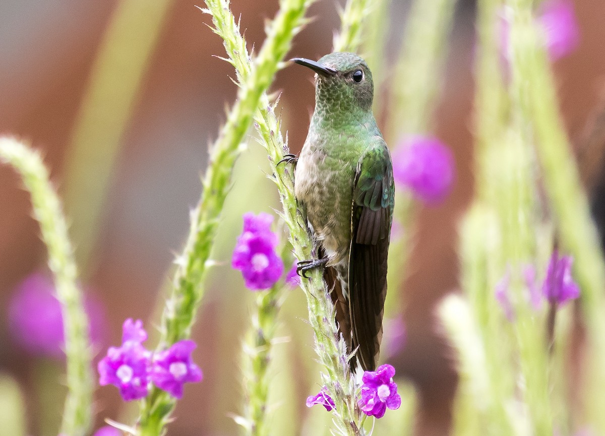 Scaly-breasted Hummingbird - Ian Burgess