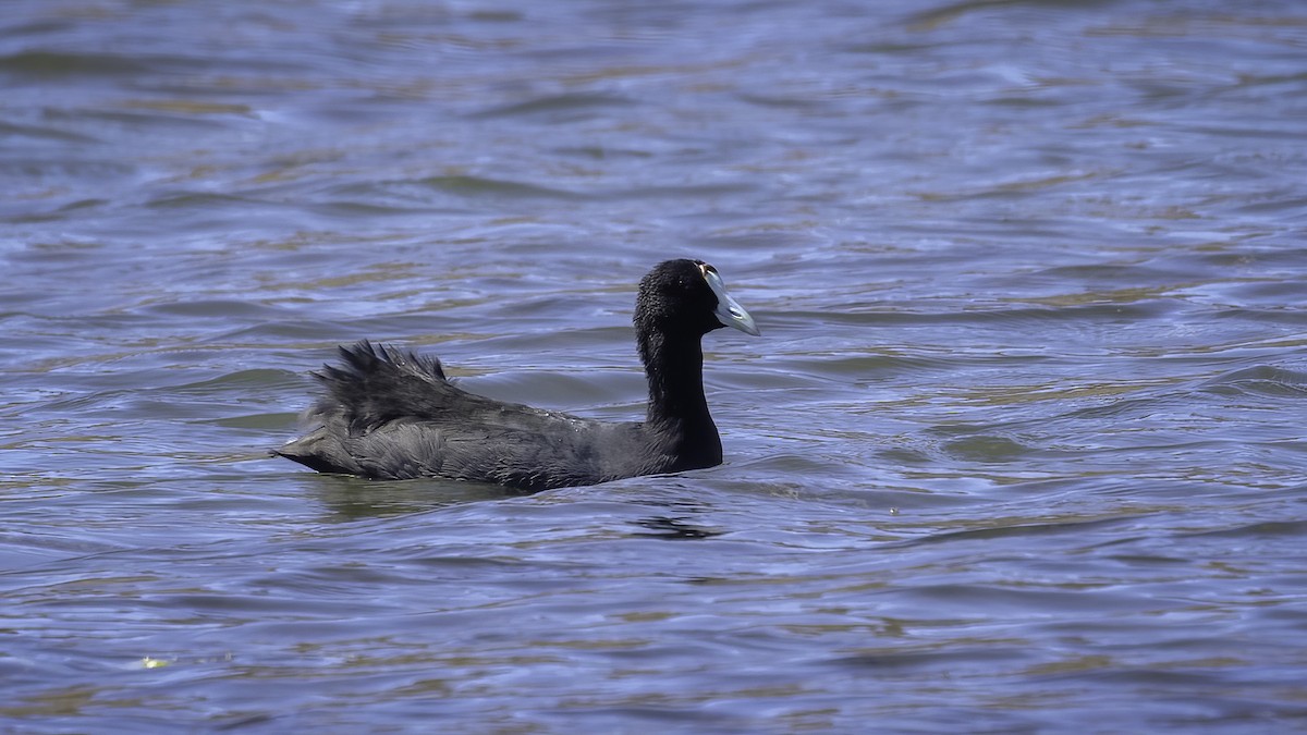Red-knobbed Coot - ML532911101