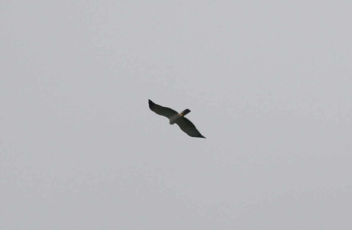 Black-and-white Hawk-Eagle - Jay McGowan