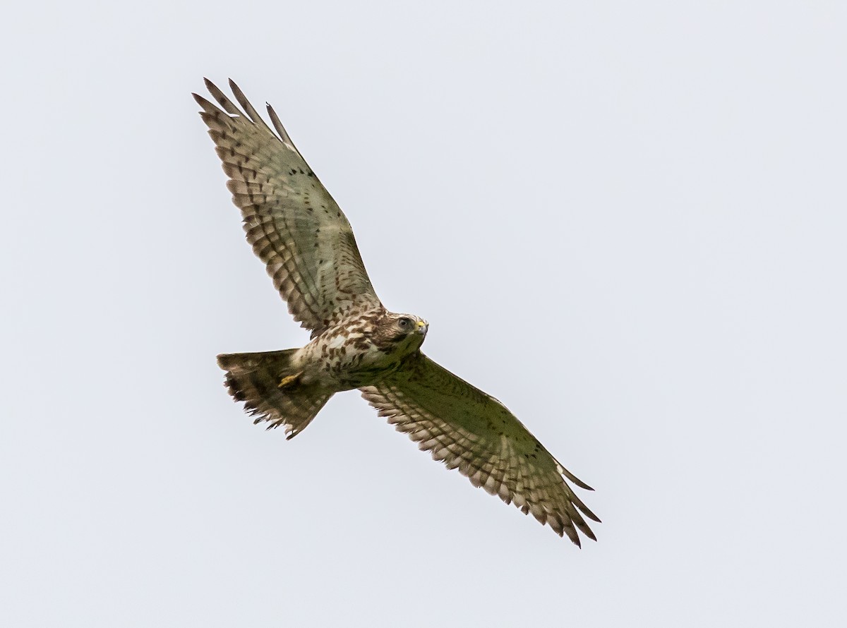 Broad-winged Hawk - ML53291231
