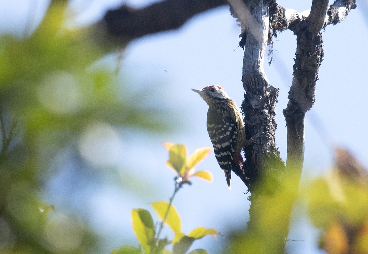 Stripe-breasted Woodpecker - ML532913801