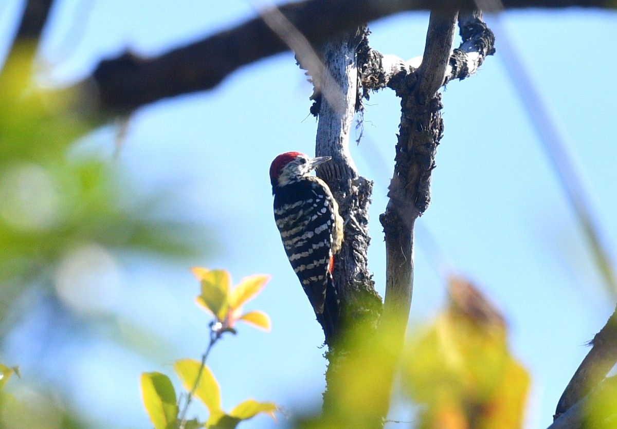 Stripe-breasted Woodpecker - ML532913811