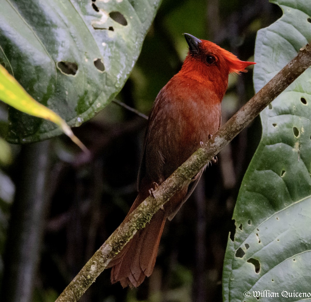Crested Ant-Tanager - ML532914041