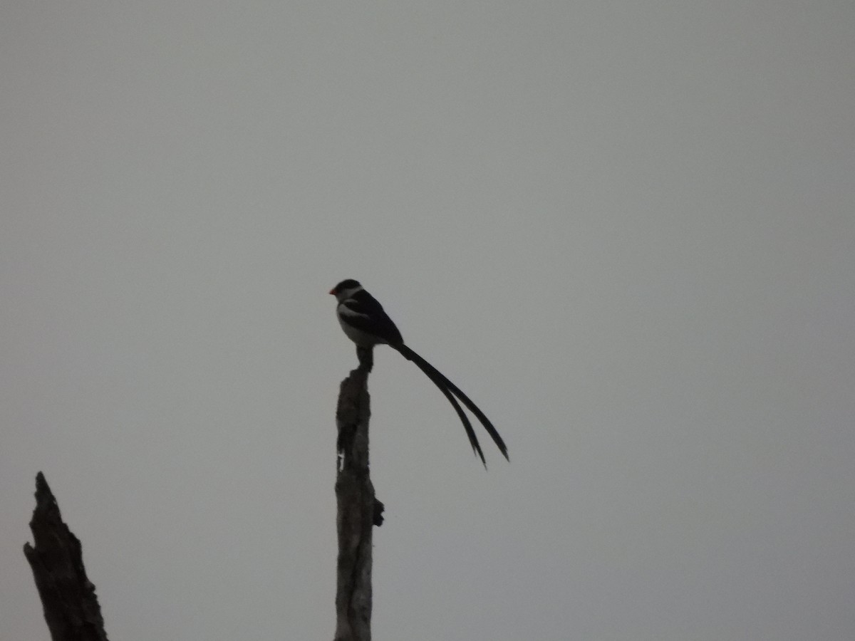 Pin-tailed Whydah - ML532917581