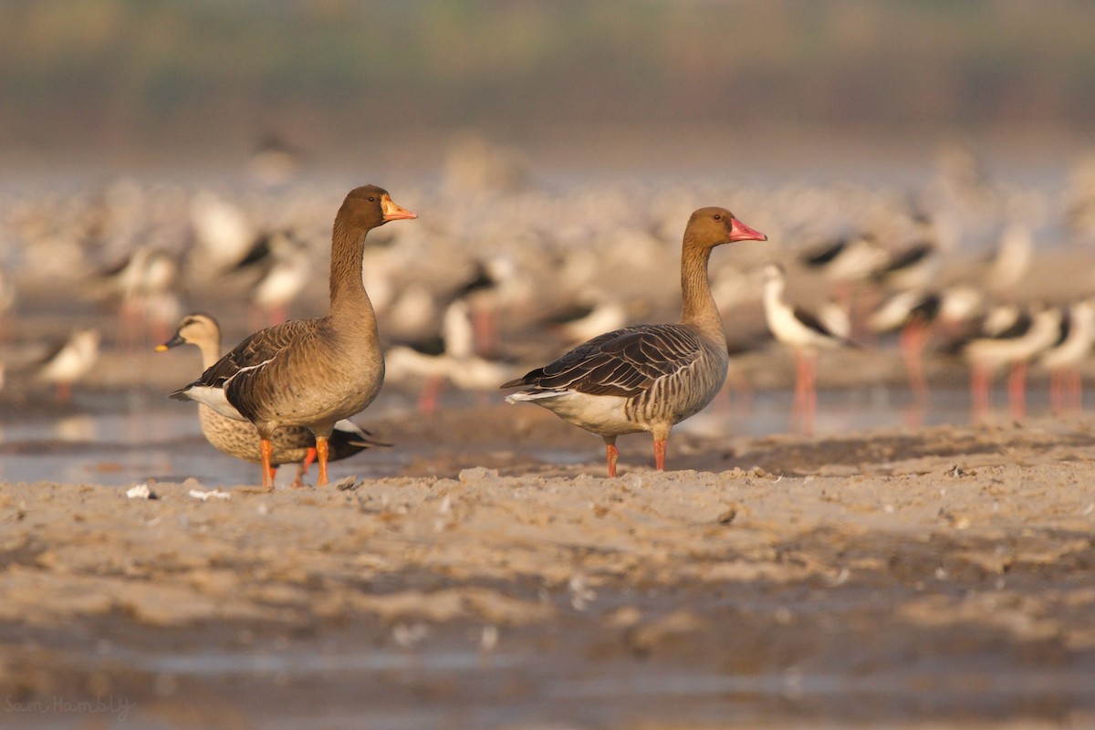 Greater White-fronted Goose - ML532918681