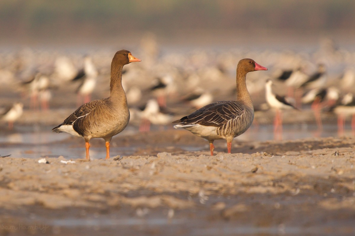 Greater White-fronted Goose - ML532918691