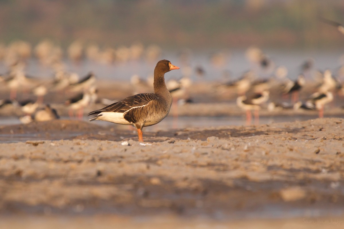 Greater White-fronted Goose - ML532918701