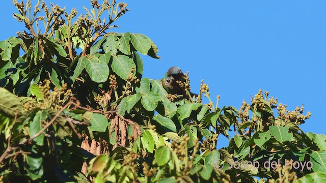 pyrura modročelý (ssp. caeruleiceps) - ML532924921