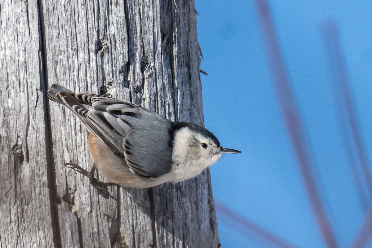 White-breasted Nuthatch - ML532929351