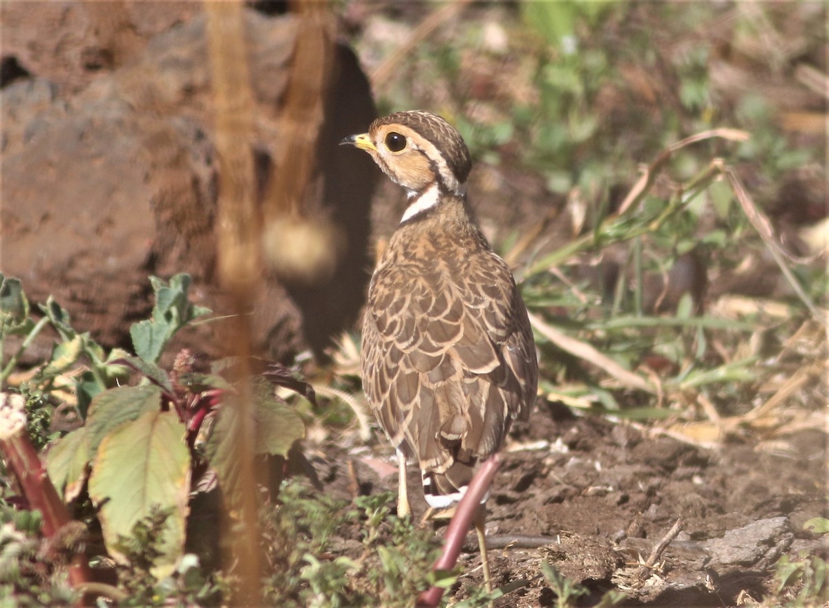 Three-banded Courser - ML53293211