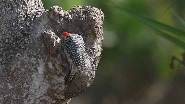 Red-bellied Woodpecker - ML532934071