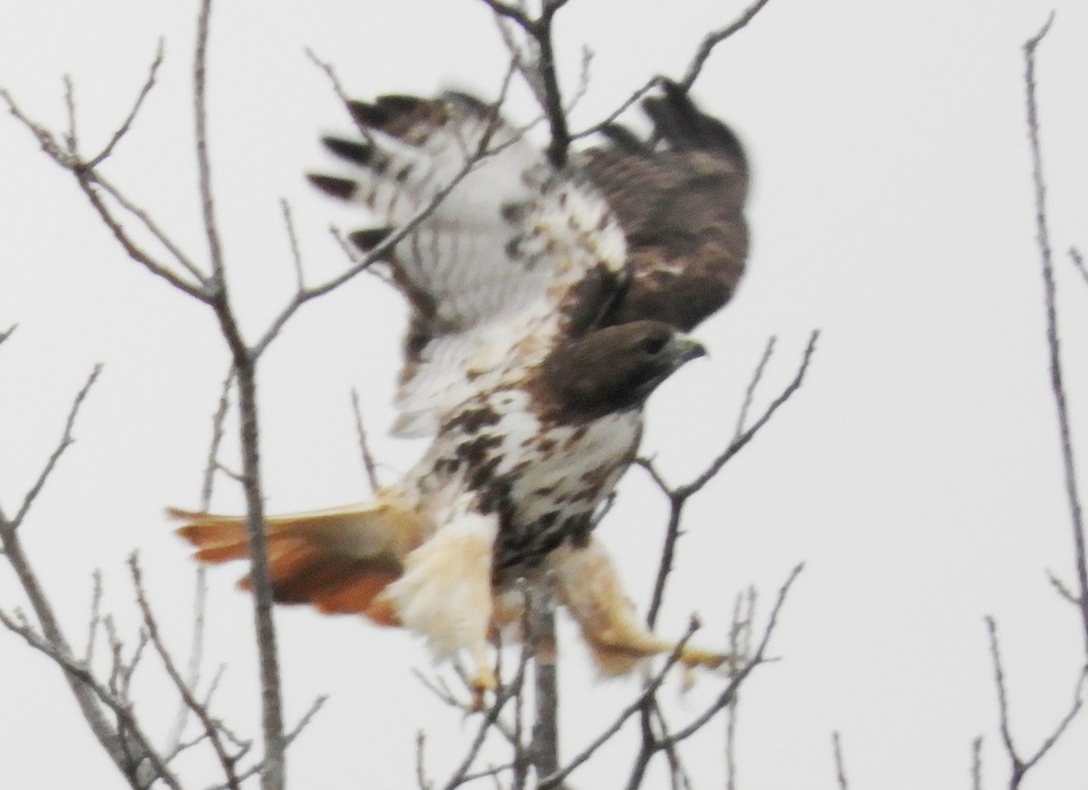 Red-tailed Hawk (abieticola) - ML532937781