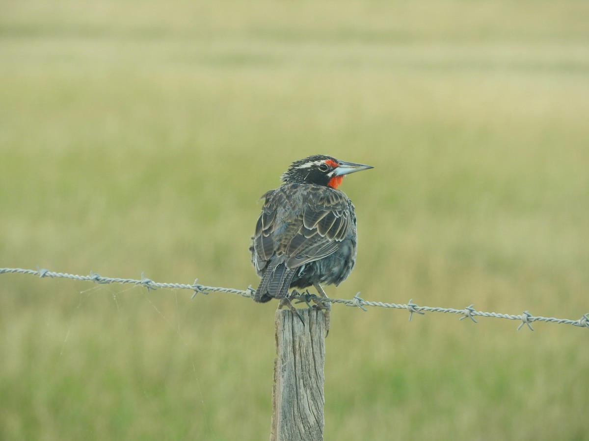 Long-tailed Meadowlark - Jazmín Morel