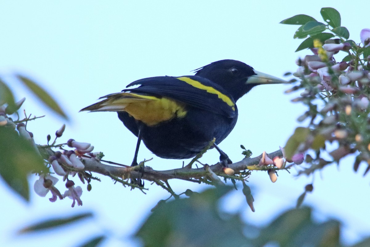 Yellow-winged Cacique - ML532940181