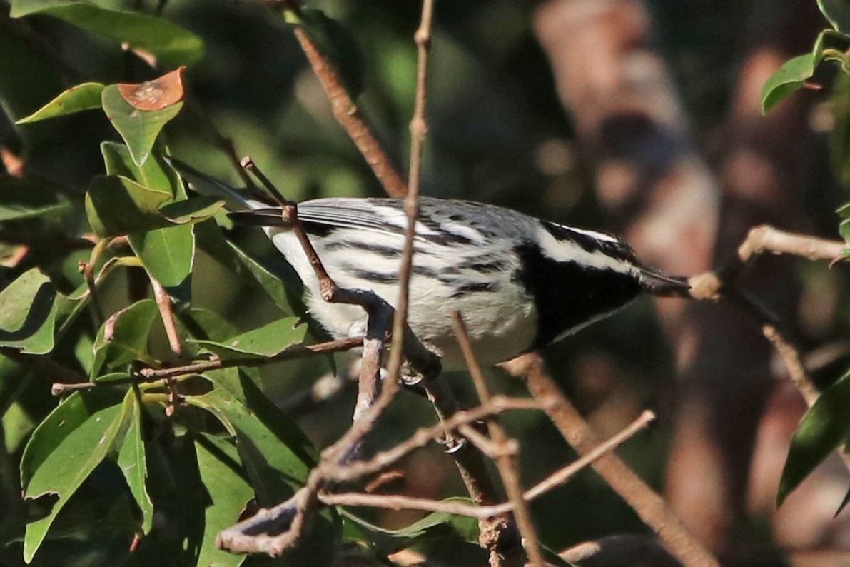 Black-throated Gray Warbler - ML532940231