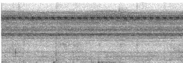 Schwarzschnabel-Ameisenvogel - ML532941351