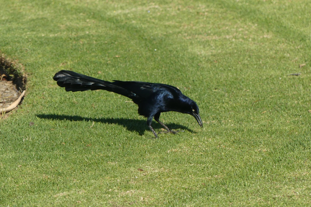 Great-tailed Grackle - ML532942051