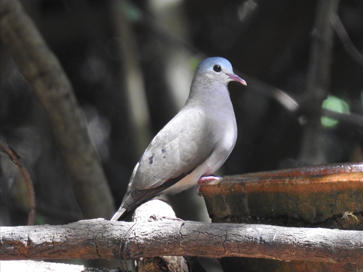Blue-spotted Wood-Dove - ML532946671