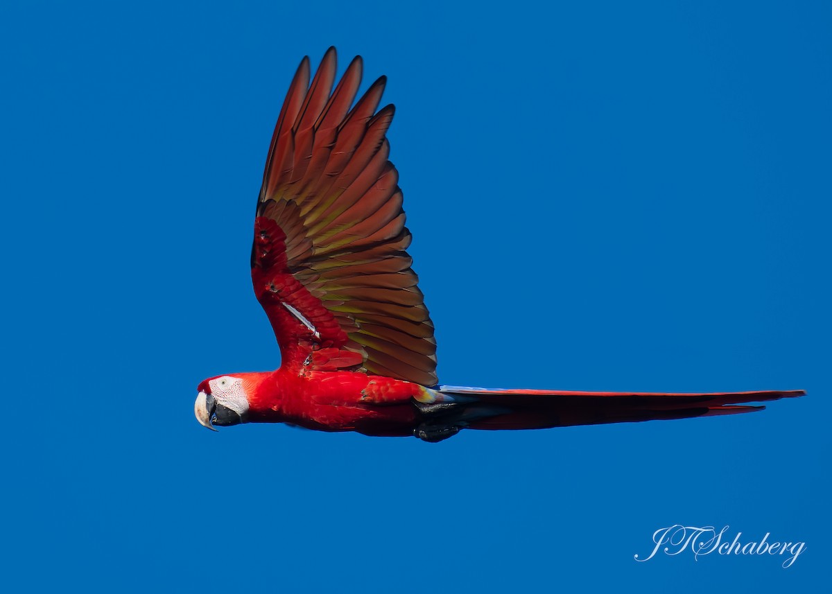 Scarlet Macaw - ML532949281