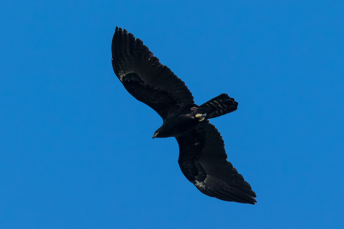 Black Eagle - Wich’yanan Limparungpatthanakij