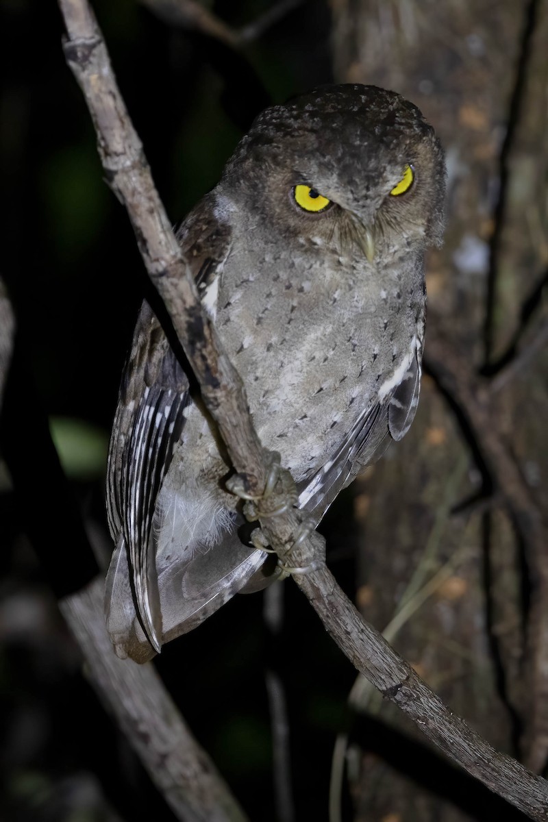 Andaman Scops-Owl - ML532951161