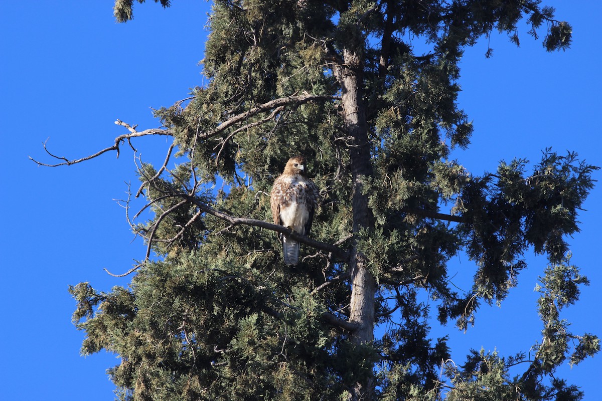 Red-tailed Hawk - ML532954541