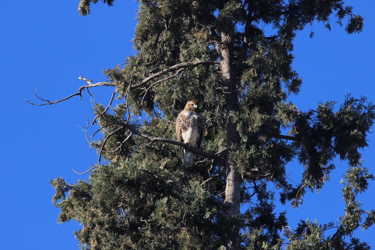 Red-tailed Hawk - ML532954551