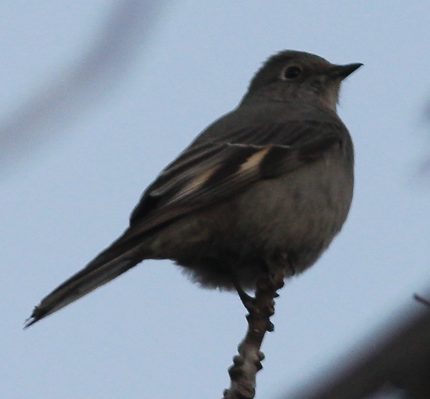 Townsend's Solitaire - ML532954741