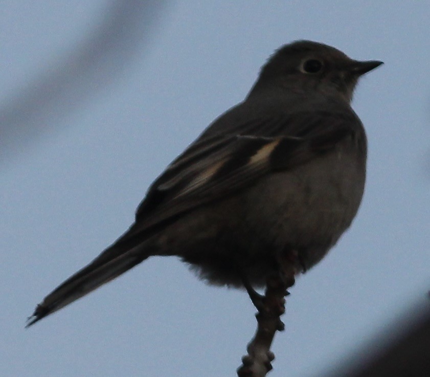 Townsend's Solitaire - ML532954751