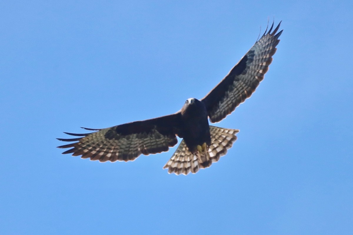 Short-tailed Hawk - ML532958701