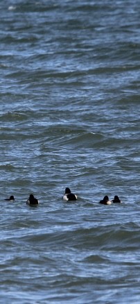 Greater Scaup - ML532958881