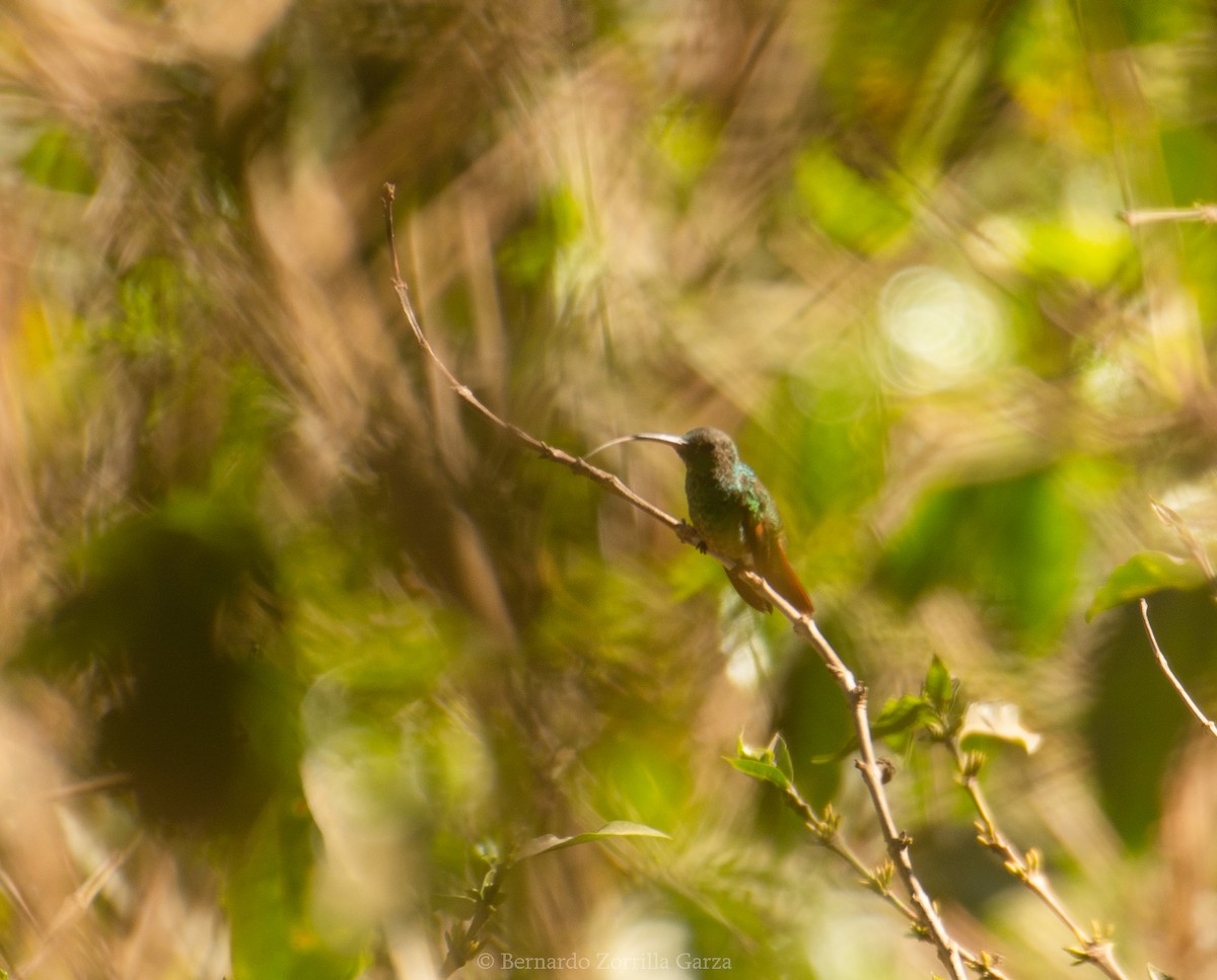 Berylline Hummingbird (Sumichrast's) - ML532960271