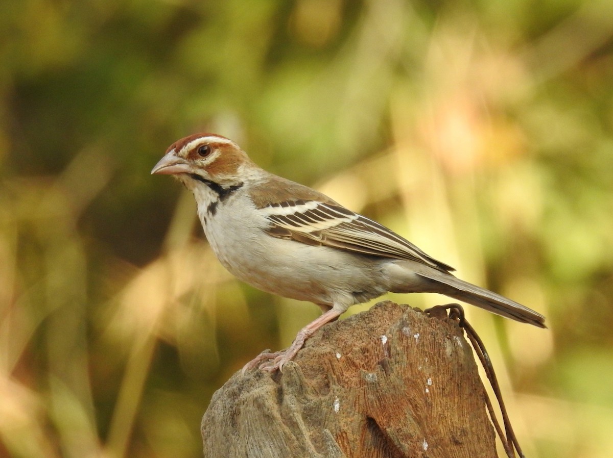 Chestnut-crowned Sparrow-Weaver - David Cristóbal Huertas