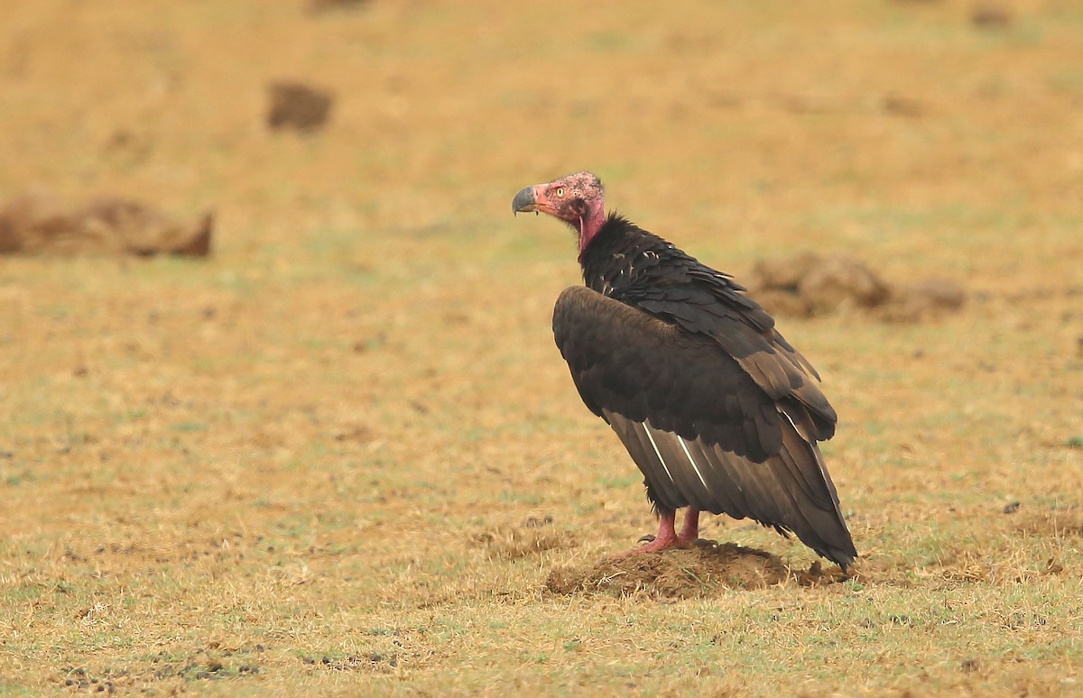 Red-headed Vulture - Rajinikanth Kasthuri