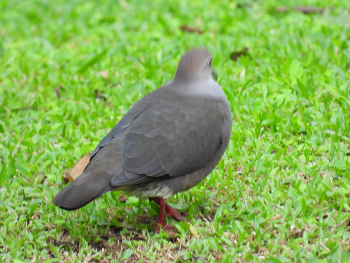 Gray-chested Dove - ML532972331