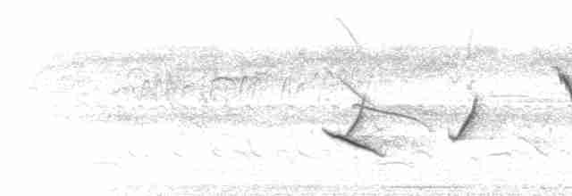  - Yellow-billed Cardinal