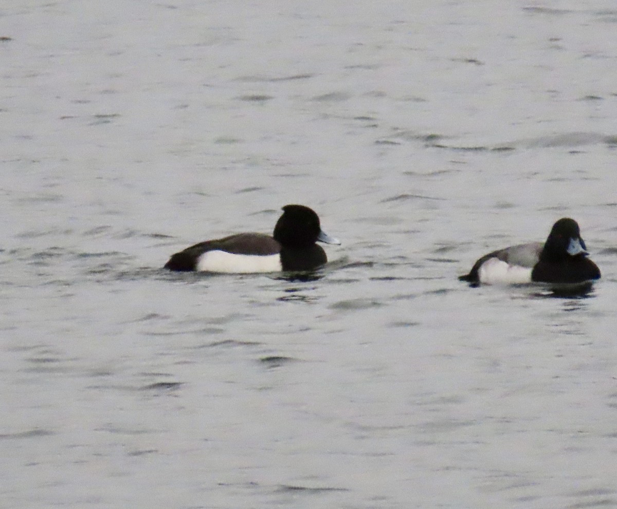 Tufted Duck x Greater Scaup (hybrid) - ML532974601