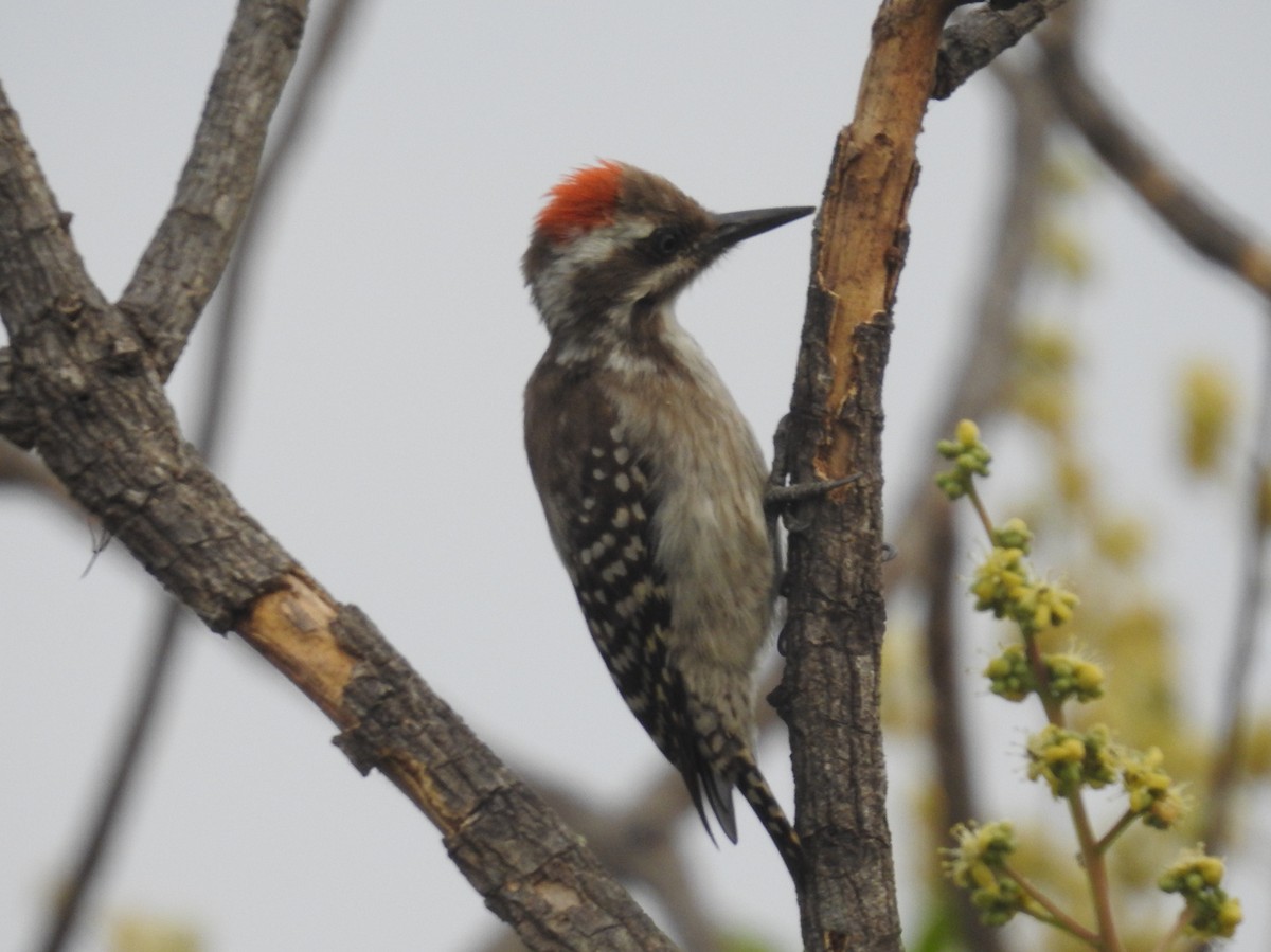 Brown-backed Woodpecker - ML532974641