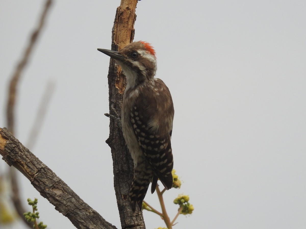 Brown-backed Woodpecker - ML532974651