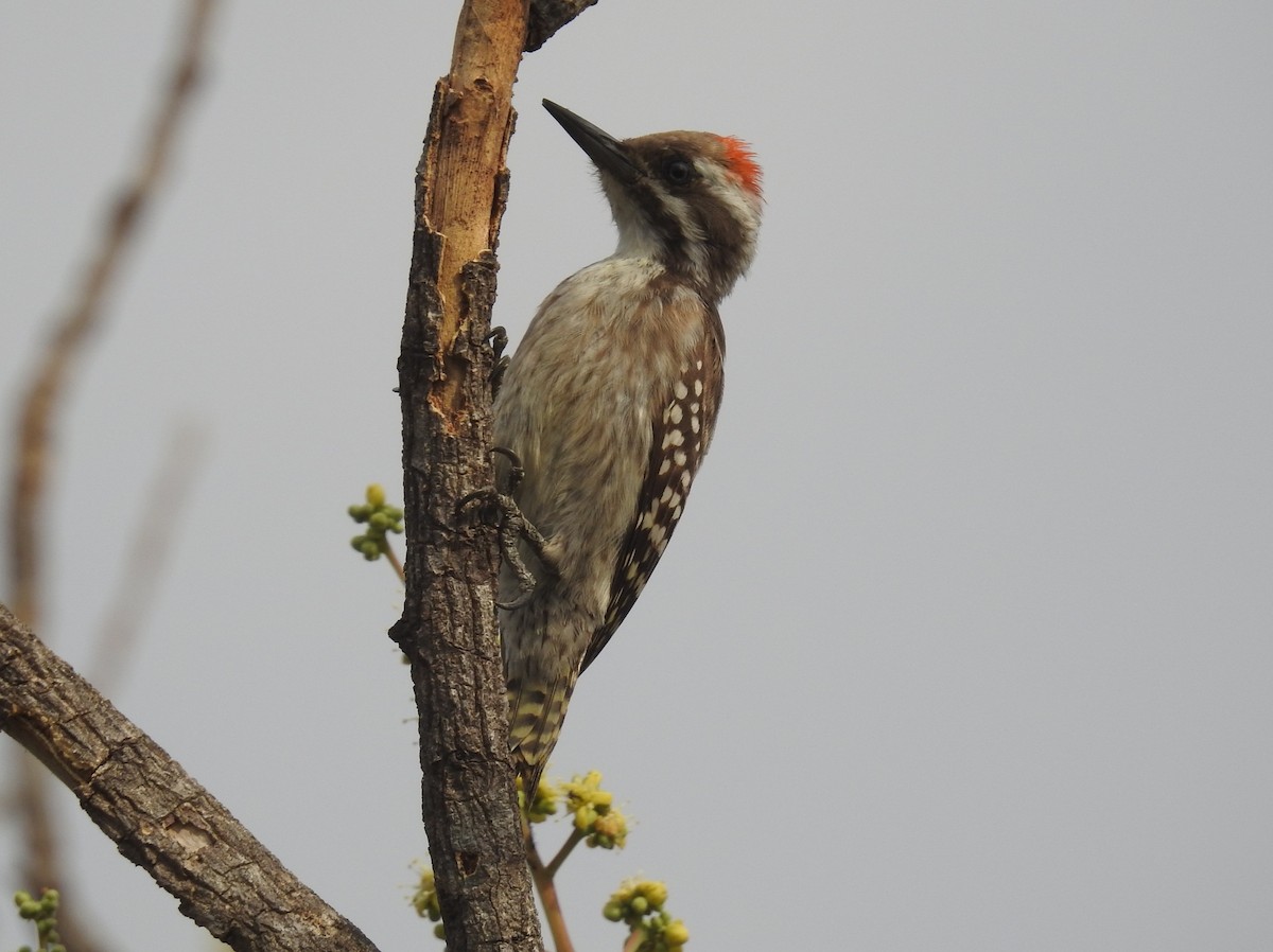 Brown-backed Woodpecker - David Cristóbal Huertas