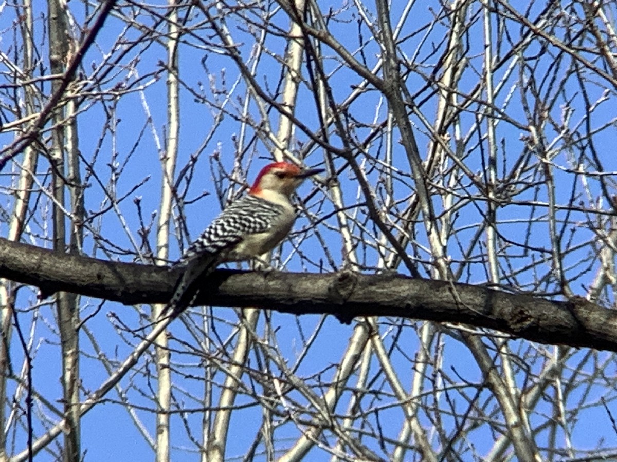 Red-bellied Woodpecker - ML532975651