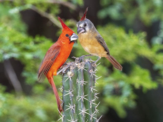 Male and female Vermilion Cardinal. - Vermilion Cardinal - 
