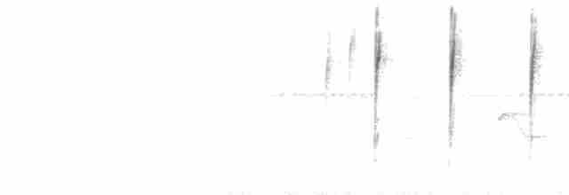  - White-banded Tanager