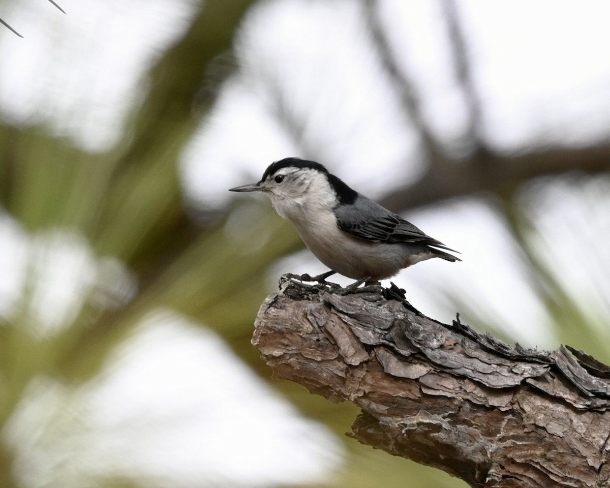 White-breasted Nuthatch - ML532980321