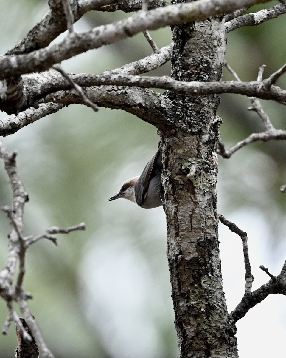 Brown-headed Nuthatch - ML532980431