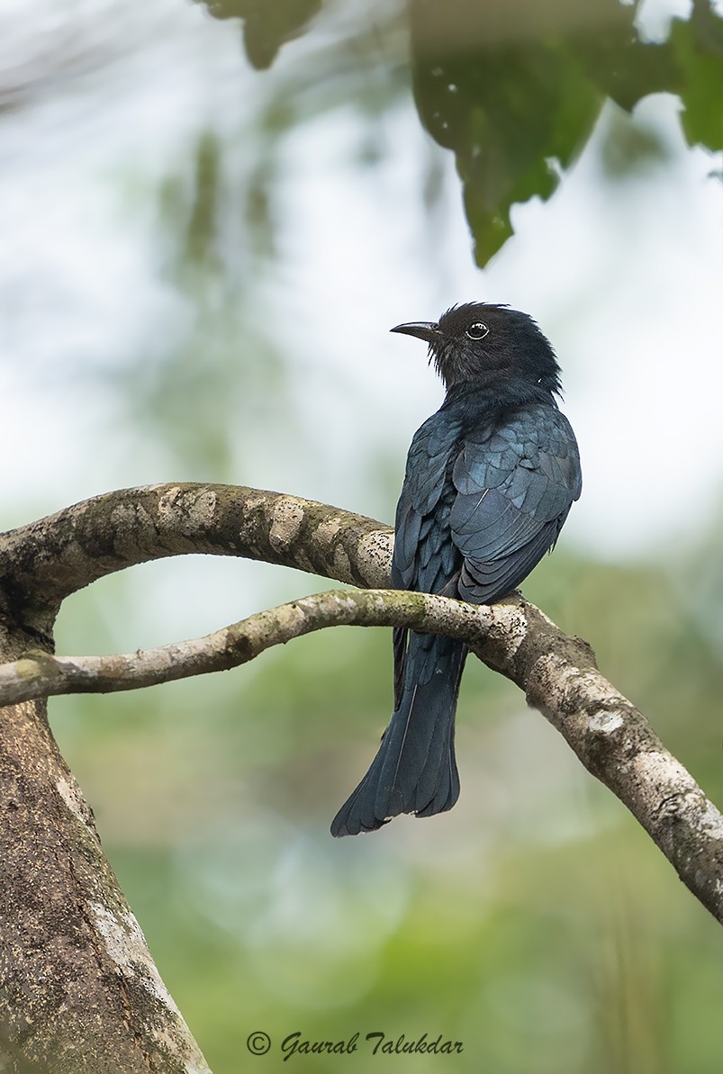 Square-tailed Drongo-Cuckoo - ML532984321