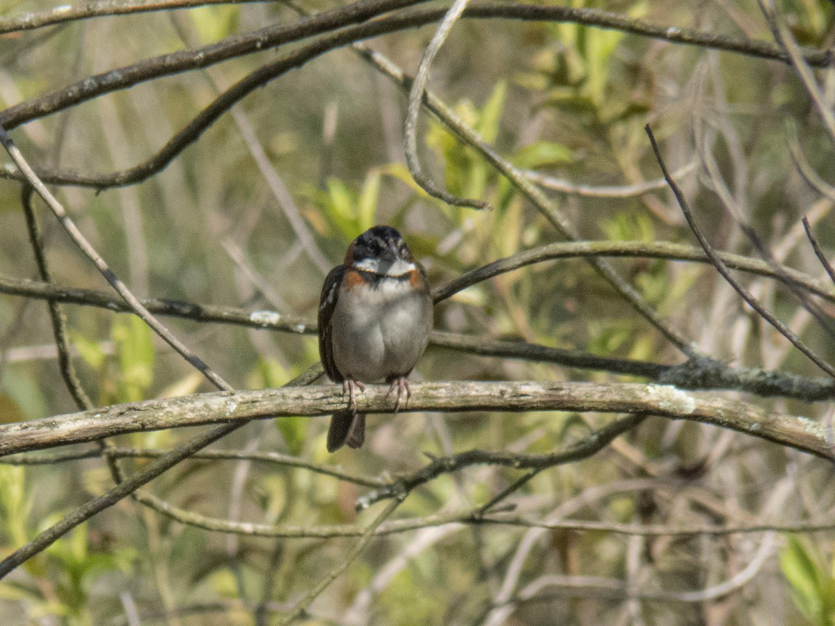 Rufous-collared Sparrow - CARLOS ARIEL LOPEZ ZULETA