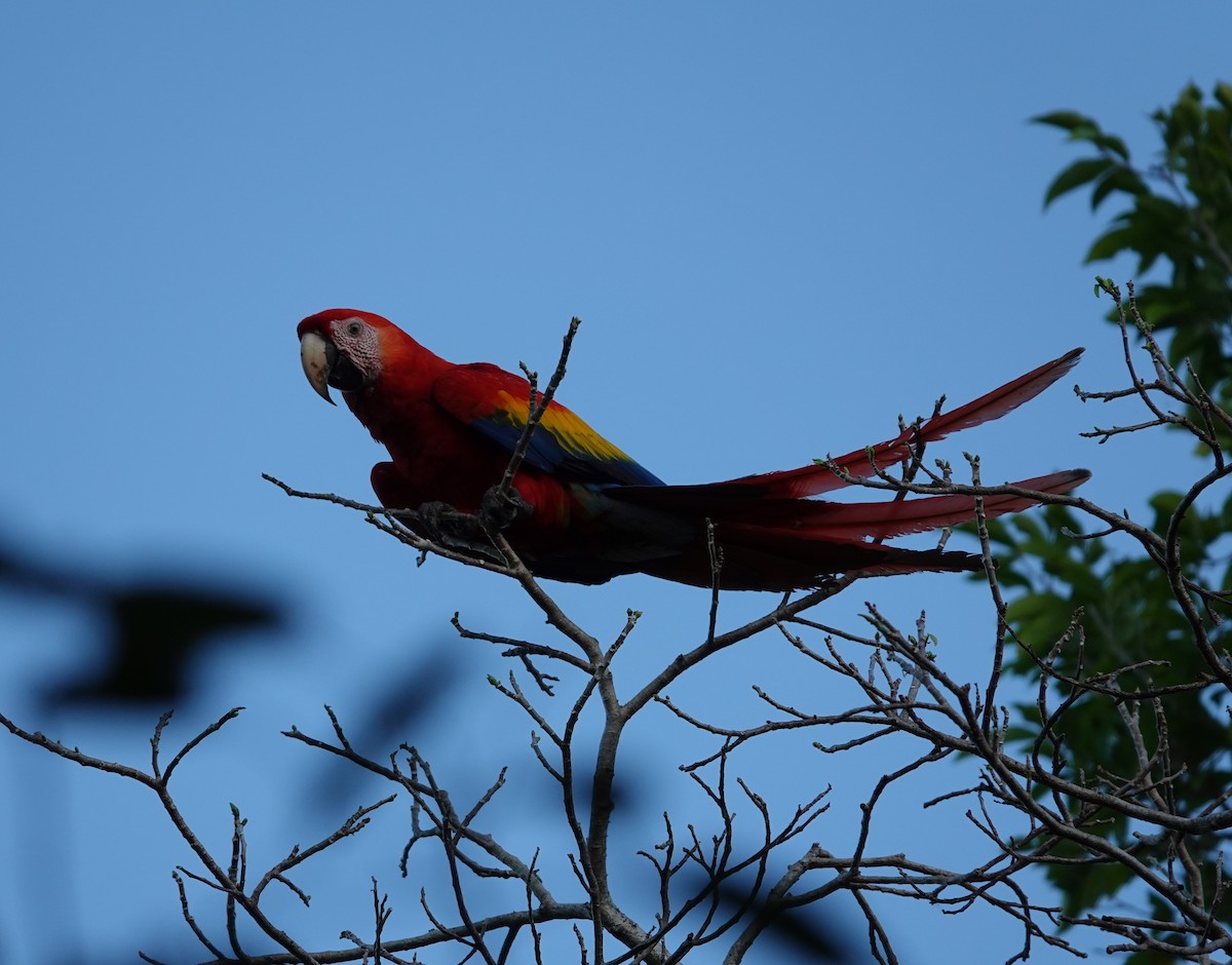 Scarlet Macaw - ML532988331