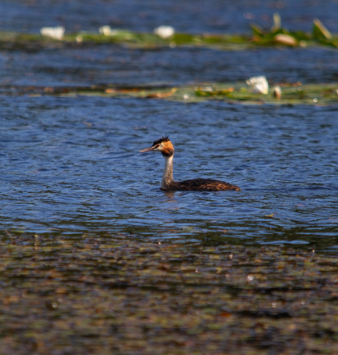 Great Crested Grebe - ML532993831
